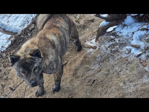 목줄이 나무에 걸린 개 구출적전 Dog Rescue Operation