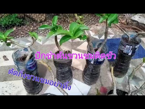 ขยายพันธุ์ชวนชม|ด้วยวิธีปักชำ| ขยายพันธุ์ชวนชม|ด้วยวิธีปักชำ|