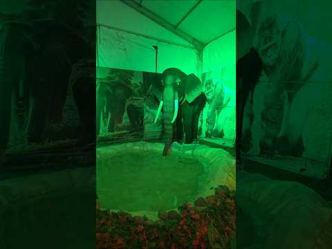 animal zoo #shorts #ytshorts #shortsfeed #artificial #animals #zoo