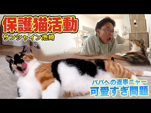 【サンシャイン池崎さん】保護猫ブルボンが完全に家猫のようになりました