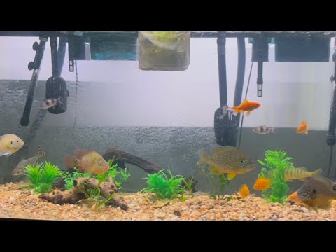Mixing Wild Caught Native Fish with Aquarium Fish! First look at my 180 gallon aquarium