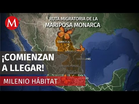 Comienza el arribo de mariposas monarca al país como parte de su ruta migratoria | Milenio Hábitat