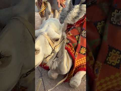 The desert 🌵looked quiet and endless. #camel #nature #animals #views #desert #saudiarabia #travel