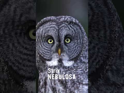 Great Grey Owl The Silent Ghost of the Forest!