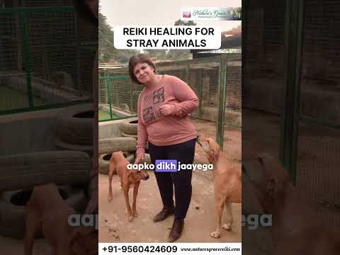 Healing for Stray Animals #reiki #animalhealing #straykids #straydogs