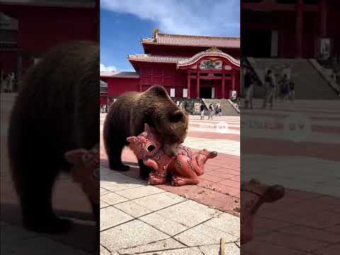首里城に熊出没