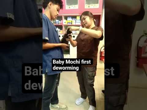 Rescued black kitten Mochi first deworming experience