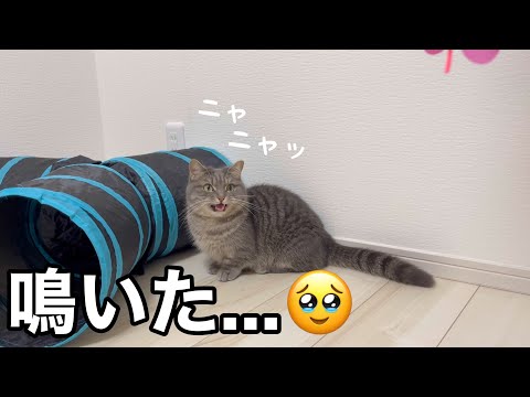 猫の動画サムネイル - えっ...可愛い！遊び足りないお姉ちゃん猫に猫じゃらしを見せたらまさかの...