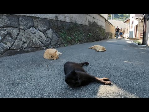【猫だまり発見】裏通りに落ちてた猫たちにちゅーるを配給してきた🍽️