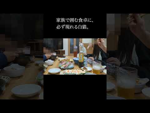 家族で囲む食卓に、必ず現れる白猫。　 #保護猫 #猫 #猫のいる暮らし