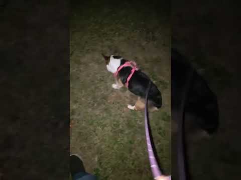 Bit difficult but have to love Nori #corgi #puppy #doggielife #shorts