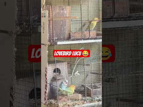 lovebird #music #fypviral #hobby #trending #trendingshorts #laguviral #lucu #funny #funnyvideos