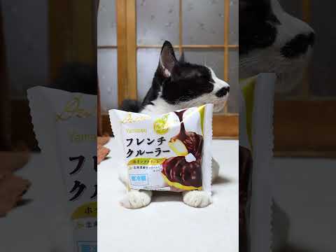 猫の動画サムネイル - フレンチクルーラー　250604 #cat #cute #猫のいる暮らし #ねこ #cutecat #ネコ　#のせ猫  #猫のいる生活 #kitten