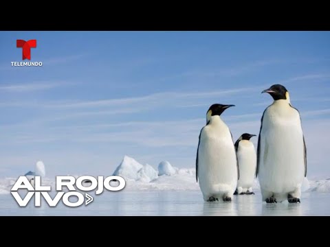 Bajo récord de hielo marino afecta la reproducción masiva de pingüinos emperador