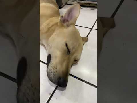 #cachorros #cachorrosdivertidos #mascotas #pets #cachorro #canilla #perros #pets