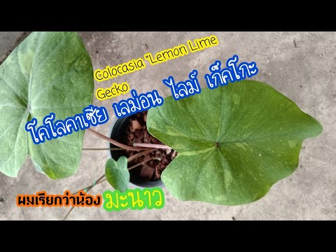 โคโลคาเซีย-เลม่อน-ไลม์-เก็คโกะ โคโลคาเซีย-เลม่อน-ไลม์-เก็คโกะ
