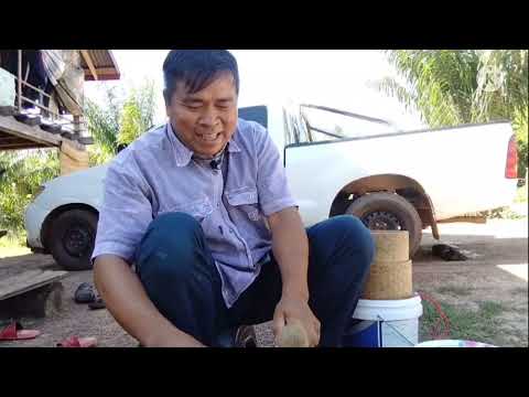 กินหอยข้าวยัง-กินหนังข้าวเมิ้ด กินหอยข้าวยัง-กินหนังข้าวเมิ้ด