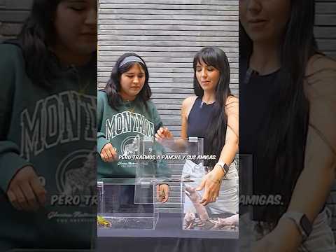 Te doy DINERO si no GRITAS... parte 8