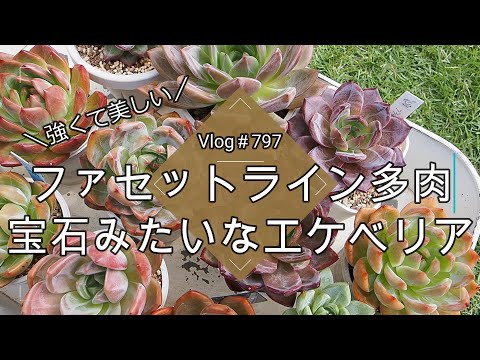【Vlog797】【多肉植物】強くて美しいファセットライン多肉💖宝石みたいなエケベリア【ロメオ×ラウイ鉢上げ】