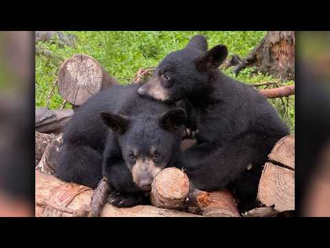 New Bear Cubs Coming to Ely's North American Bear Center | Lakeland News