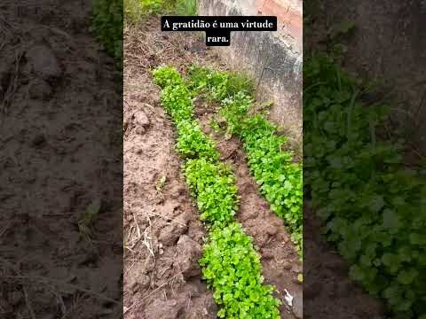 Obrigado Senhor meu Deus #gratidão #deus #roça