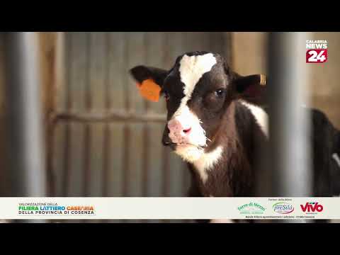 Speciale Torre di Mezzo Milk Production