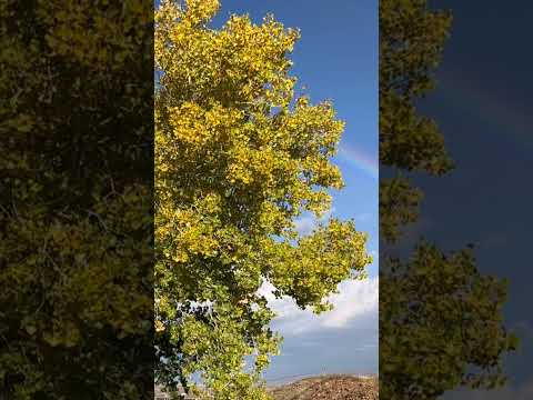 Somewhere Over The Rainbow ❤️ #rainbow #beautiful #sky #bluesky