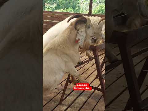 Best Feeds for Male Goats&Sheep! They love it! #goats #shortvideo #farming #feedshorts