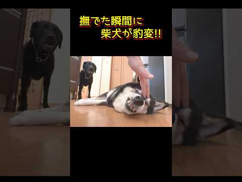 撫でた瞬間に柴犬が豹変！ サムネイル