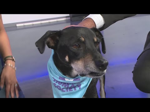 Meet Jasper, our Pet of the Week!