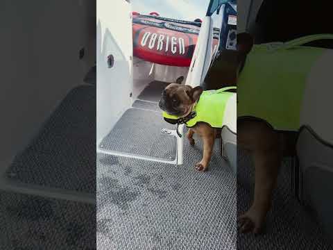 Sea legs for days 👏🏼#shorts #frenchbulldog #ivdd