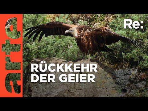 Die schwierige Rückkehr der Geier | ARTE Re: