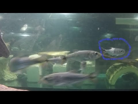 2nd attack of dorado on their own, rehome, ID doub Our website_  https_//fish-story.com/

Donations would be put to an educational and rescue use, and 