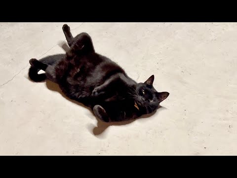 猫の様子を見に行ったら。。