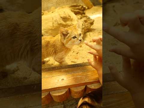 神戸どうぶつ王国のスナネコが可愛すぎた…🐾🐱あざとい可愛さにキュンキュンが止まらない！#スナネコ #神戸どうぶつ王国 #動物園 #猫 #cat