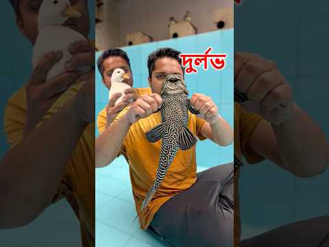 দুর্লভ বিদেশি হাঁসের ছানাগুলো পুতুলের মত লাগে #cute #callducks #fish