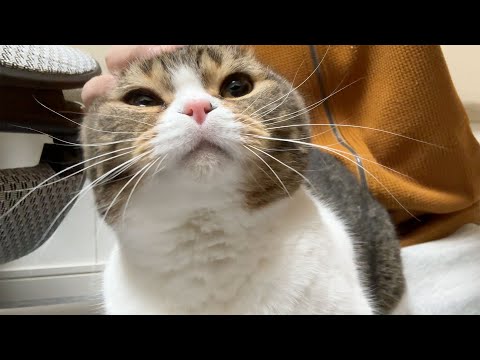 おっさんの職場にパパ猫が遊びにきた結果…甘えん坊の子猫みたいになっちゃいました笑