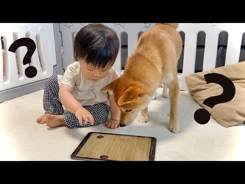 柴犬 りんご