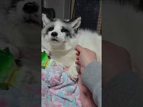 착한 여우 테스트