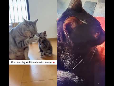 mother 😍😘😘😍teaching life skills to kitten 🐾🐾🐾😄😄😄😄😄😍