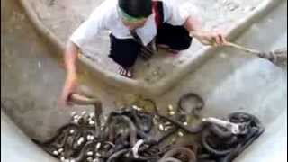 فيديو: ينظف حوش ثعابين وجالسين يطالعونه مصدومين