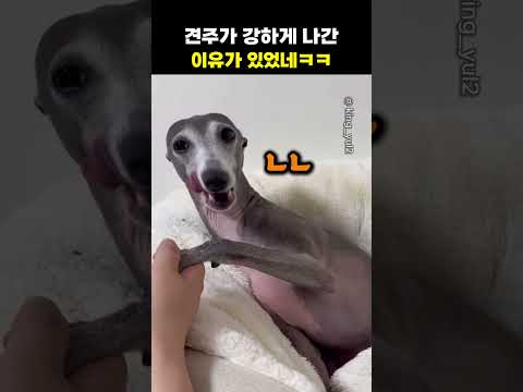 견주가 강하게 <strong>나간</strong> 이유가 있었네ㅋㅋ