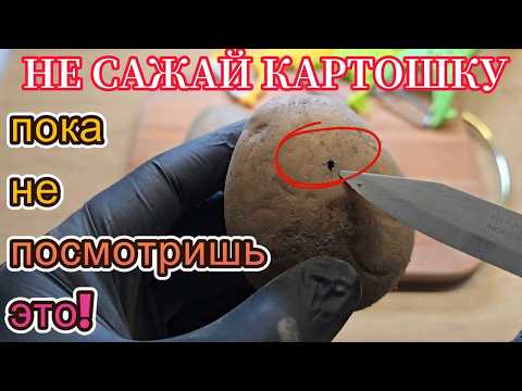 НЕ САЖАЙ КАРТОШКУ, пока не посмотришь это! Секрет ведра с куста