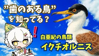 歯がある鳥「イクチオルニス」ってどんな生き物？
