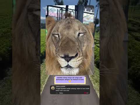 singa pun tidak berkutik di hadapan orang ini😱