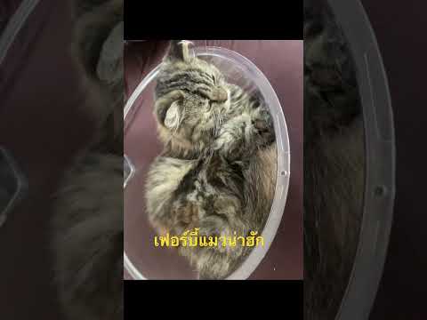 #funny #cat #cutedog #เฟอร์บี้