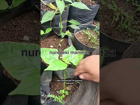 tips agar cabai berbuah lebat #budidayatanaman #cabai #pruning #pertanian #farmer #garden #plants