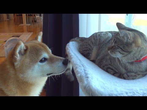 柴犬が猫の悪戯現場に立ち会うと‥様子がおかしくなりました。。 サムネイル