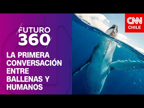 Establecen la primera conversación entre ballenas y humanos | Bloque científico de Futuro 360