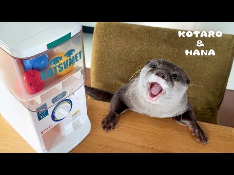 カワウソにガチャマシンやらせたら興奮しすぎて大変なことに！　Otters Love (and Hate) Their New Toy Capsule Machine!